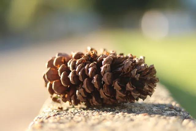 Pinecone buttplug